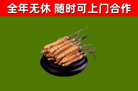 南郑区回收散虫草