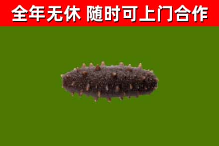 南郑区回收海参干